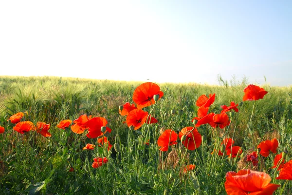 zeytinlik