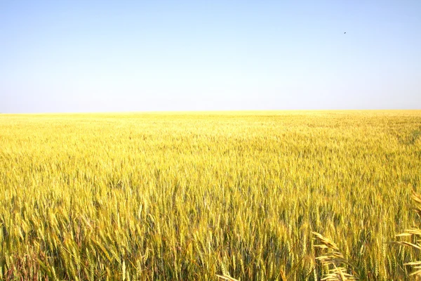 Желтое пшеничное поле — стоковое фото