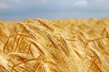 Yellow wheat field clipart