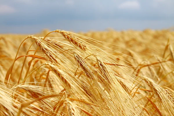 Yellow wheat field — Stock Photo, Image