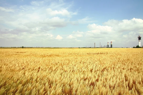 Campo de trigo amarelo — Fotografia de Stock