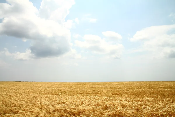 Campo de trigo amarillo — Foto de Stock