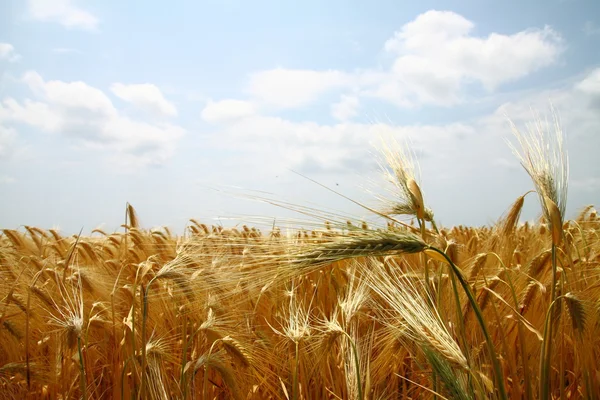 Желтое пшеничное поле — стоковое фото