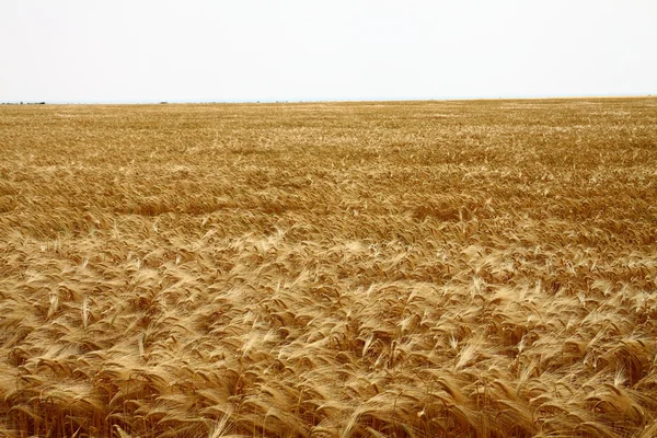 Campo di grano giallo — Foto Stock