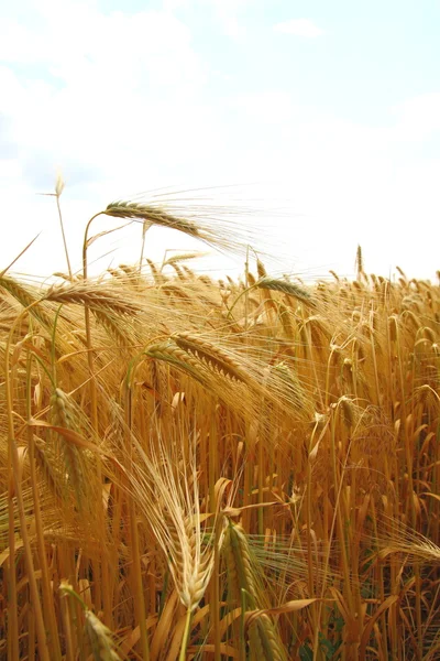 Campo de trigo amarelo — Fotografia de Stock