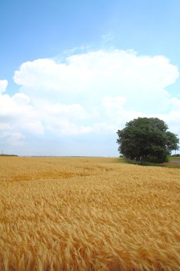Yellow wheat field clipart
