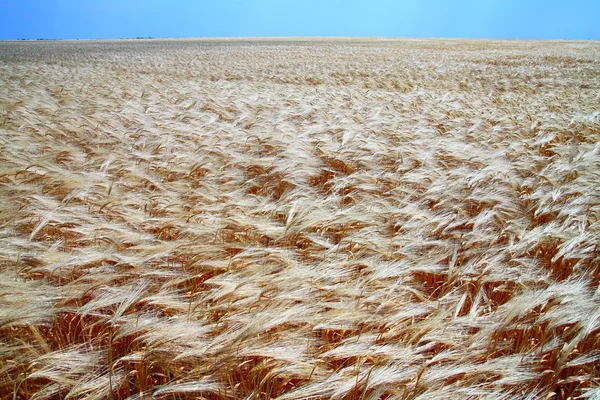 Žluté pole pšenice — Stock fotografie