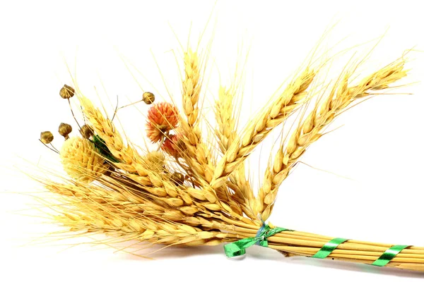 Уши пшеницы на белом фоне — стоковое фото