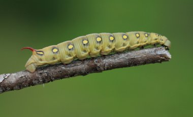 Worm on the branch clipart