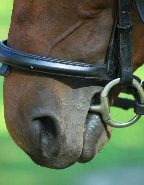 stock image Horse's mouth