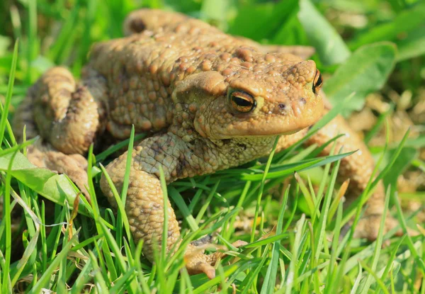 Toad in the grass — Stock Photo, Image