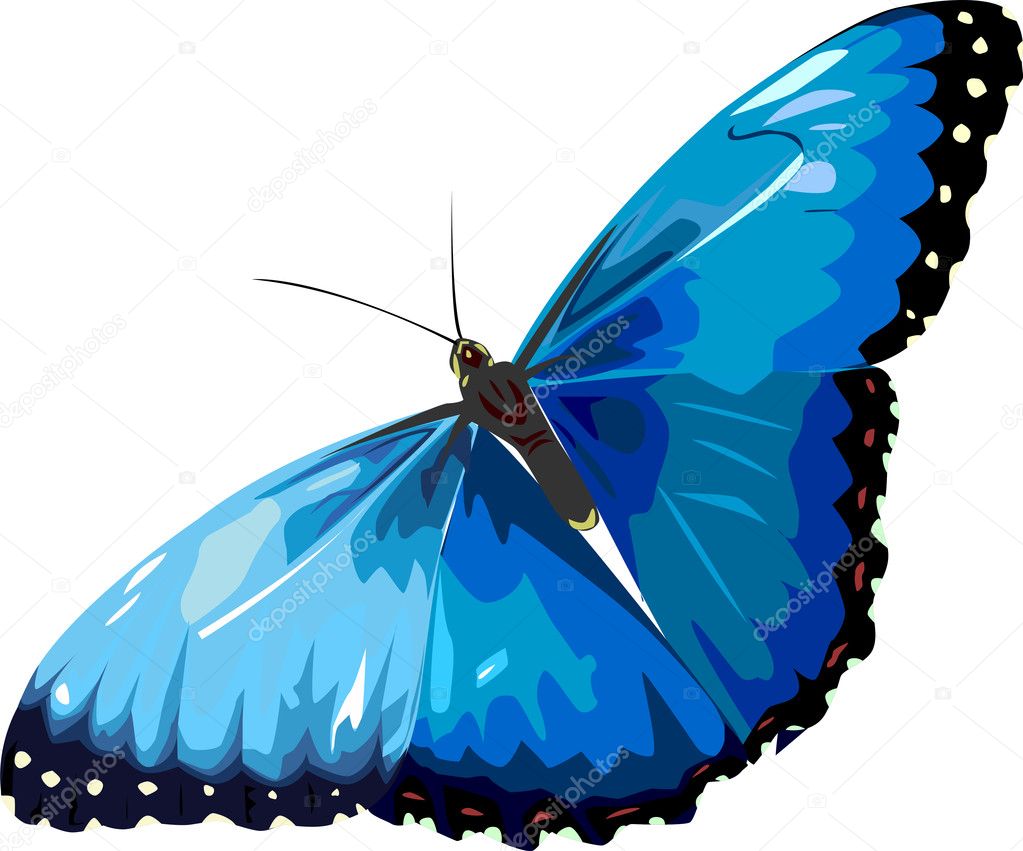 Blue butterfly Stock Vector Image by ©Pandora90 #5741889