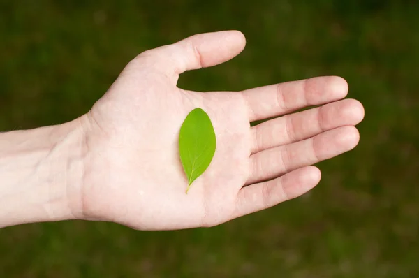 stock image Green sheet