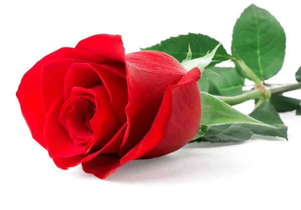빨간 장미 꽃 봉 오리 — 스톡 사진