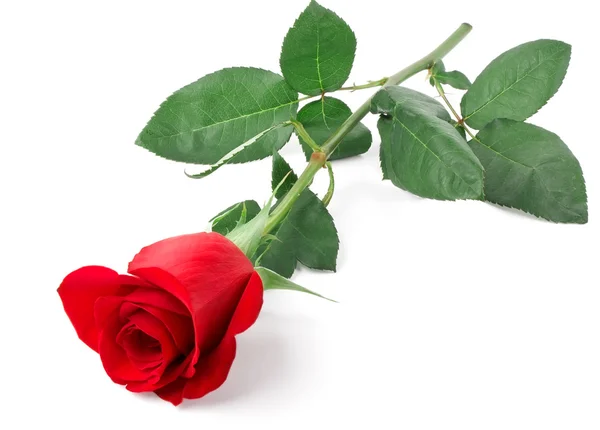 Větev červené růže — Stock fotografie