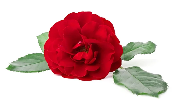 Divoká růže zblízka — Stock fotografie