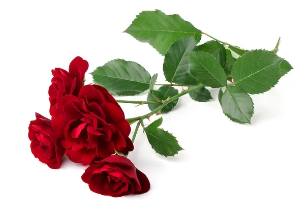 Rosa rossa selvatica — Foto Stock