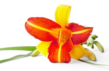 Red and yellow lily clipart