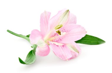 pembe alstroemeria