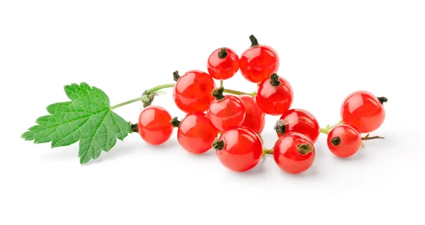 Sprig of red currant with leaf — Stock Photo, Image