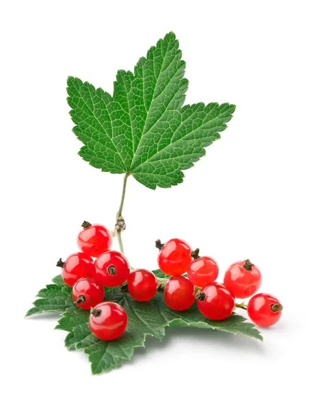 Branch of red currants with leaves — Stok Foto