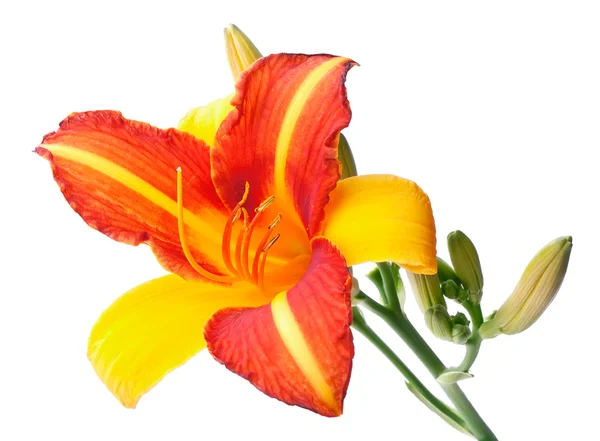 Rood-gele lily close-up — Stockfoto