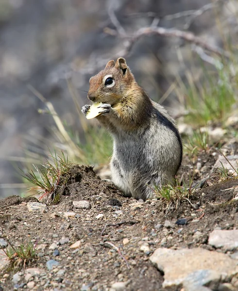 stock image Squirrel chews a piece of apple