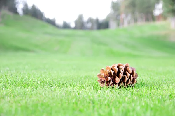 stock image Single bump on lawn grass