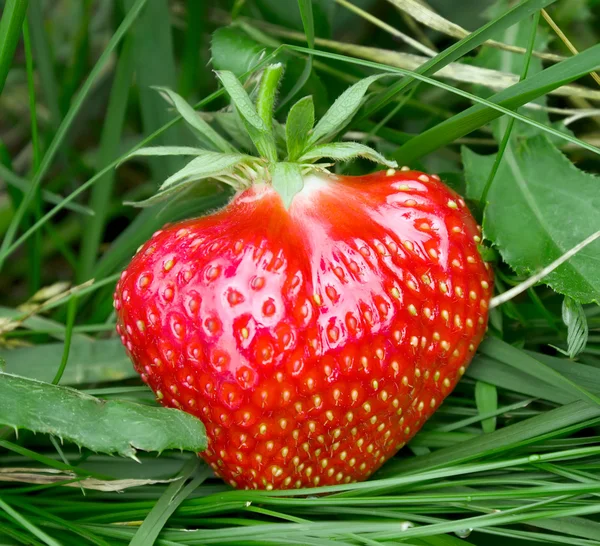 stock image Strawberry in grass