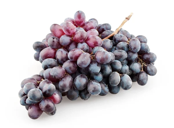 Branch of black grapes — Stock Photo, Image