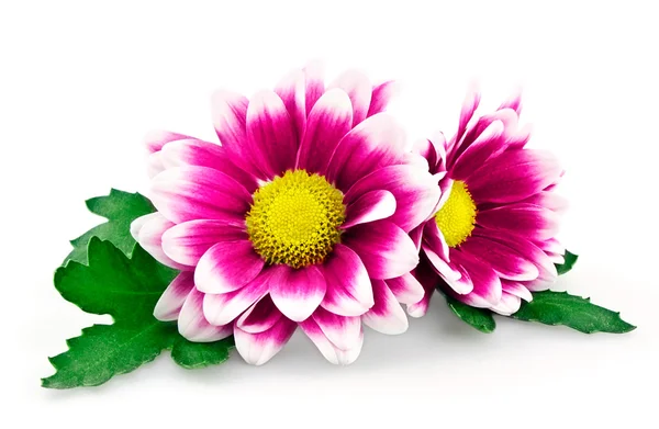 Ljusa lila krysantemum — Stockfoto