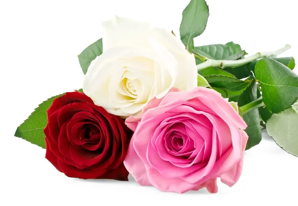 Mixed roses — Stock Photo, Image
