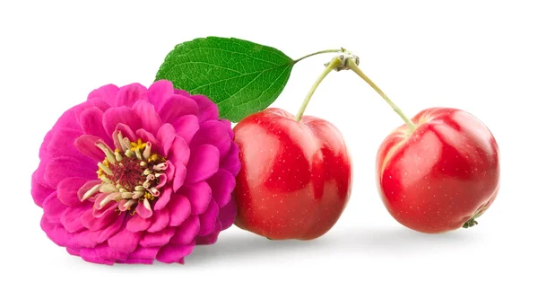 Хризантема и мини-яблоки — стоковое фото