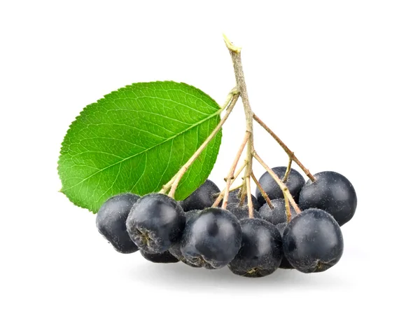 Black aronia with leaf — Stock Photo, Image