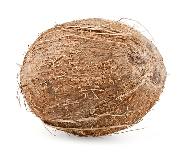 stock image Coconut