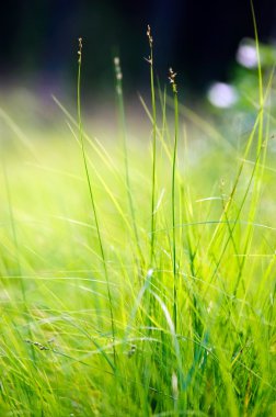 Green grass macro clipart