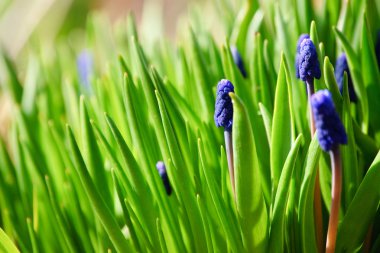 Muscari çiçekler.