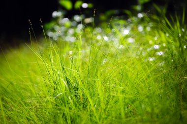 Green grass macro clipart