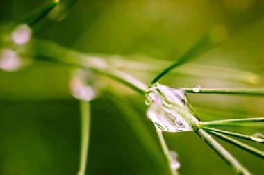 Water drop close up clipart