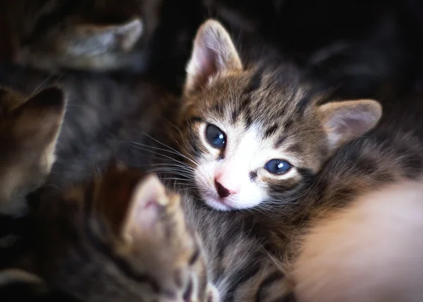 Kleine kitten. — Stockfoto