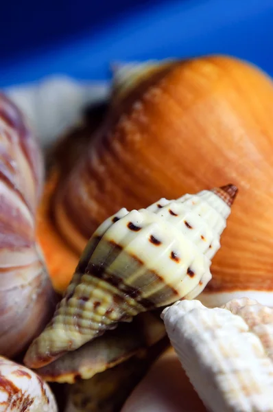 Sea shells. — Stock Photo, Image