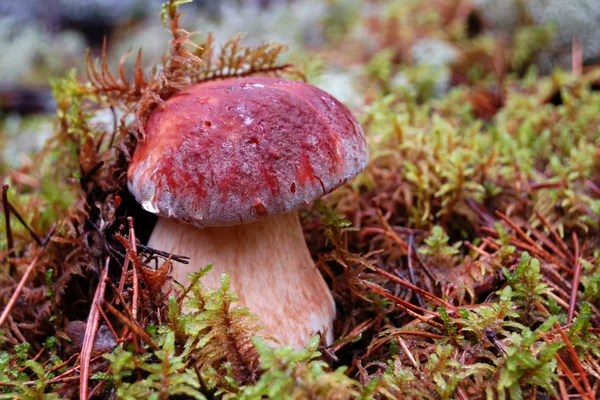 Cepe mushroom. — Stock Photo, Image