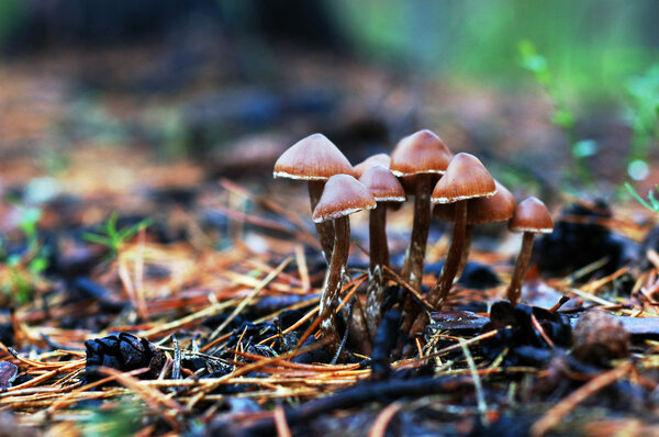 School of little uneatable mushrooms.