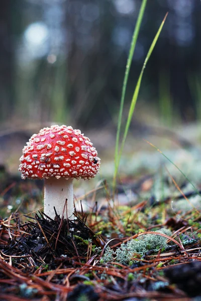 stock image Toadstool.