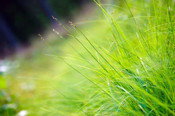 stock image Green grass macro