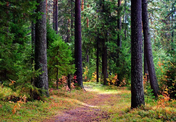 stock image Autumn forest.