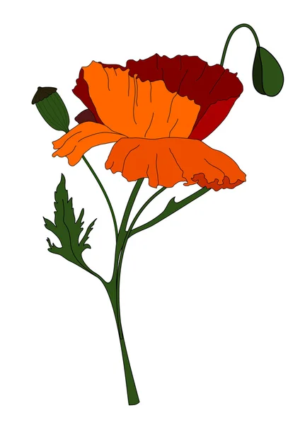 stock vector Red poppy