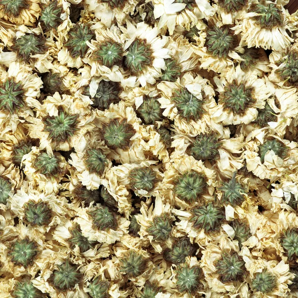 Gedroogd chrysant bloem thee — Stockfoto