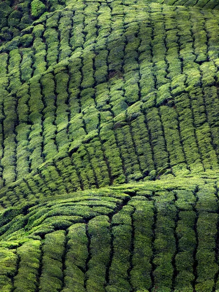 stock image Tea plantation