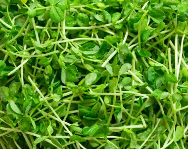 Snow pea shoots